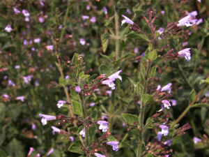 Vivers Càrex - Calamintha nepeta 